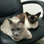 Profile Picture of Katrina Marshall (@kirramia) on Instagram