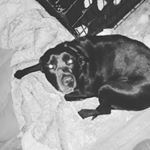 Tyler - Instagram Profile Picture of Tyler (@tyler_debelly) on Instagram