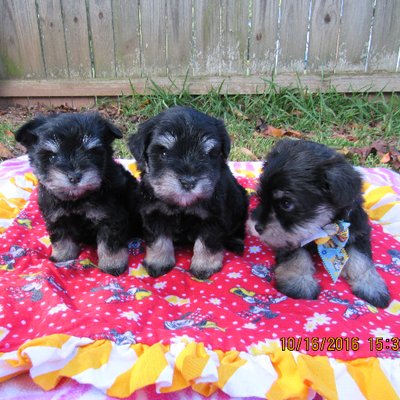 Profile Picture of Chris Gossett (@GaKSchnauzers) on Twitter