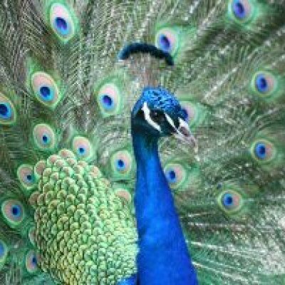 Profile Picture of Yegappan (@stunneryegan) on Twitter