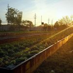 Profile Picture of Becky Spada (@scscommunitygarden) on Instagram