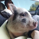 Profile Picture of Penny Pickles🐷👑💝 (@pickles.penny) on Instagram