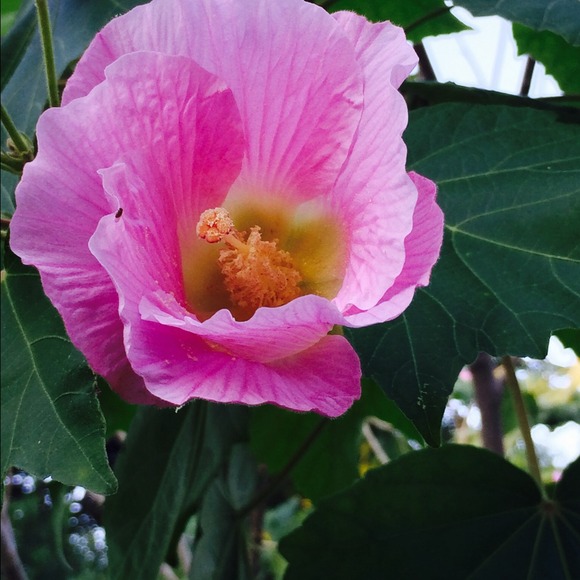 Profile Picture of Teri Mcelhenie (@mrboudan) on Poshmark