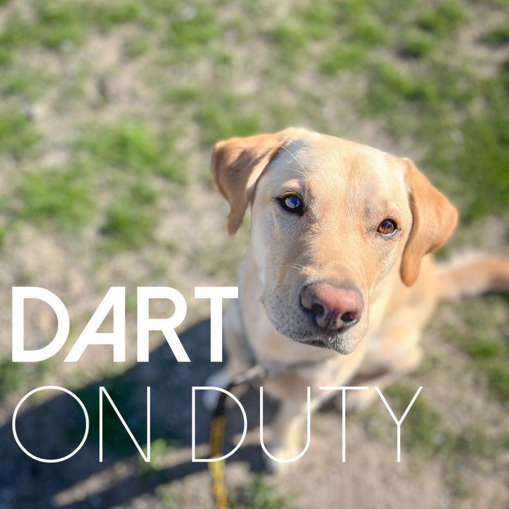 Profile Picture of Dart_on_duty (@dart_on_duty) on Tiktok