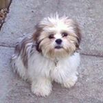 Profile Picture of Stephen Macinnes (@macinnesstephen) on Instagram