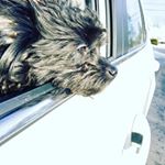 Profile Picture of kirbydachipoo (@kirbydachipoo) on Instagram