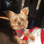 Profile Picture of ⋆ Rock ⋆ (@_rocko_tyler_sneed) on Instagram