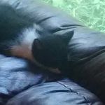 Profile Picture of Austin Wideman (@widemanaustin) on Instagram