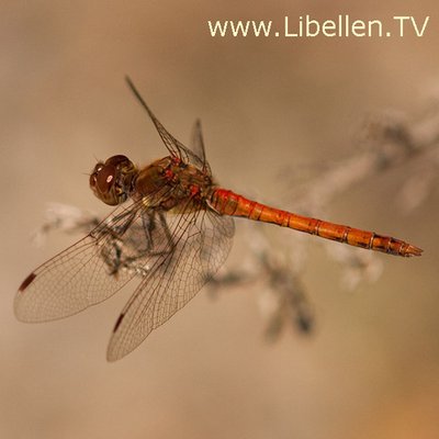 Profile Picture of Dirk Pape-Lange (@LibellenTV) on Twitter