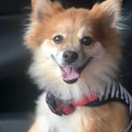 Profile Picture of Dustin Scott 🐆 (@dustinleescott) on Instagram