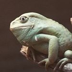 Profile Picture of Cesar Chirinos Severino (@figuramutante) on Instagram