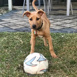 Profile Picture of ⚽️Nicholas Zinnato⚽️ (@nicholas_zinnato) on Instagram