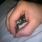 Profile Picture of Bradley Brice (@snakemanbrad) on Instagram