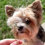 Profile Picture of jocelyne roy (@jocelyne.royy) on Instagram