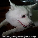 Profile Picture of Justin Quinn (@justinquinnpets) on Flickr