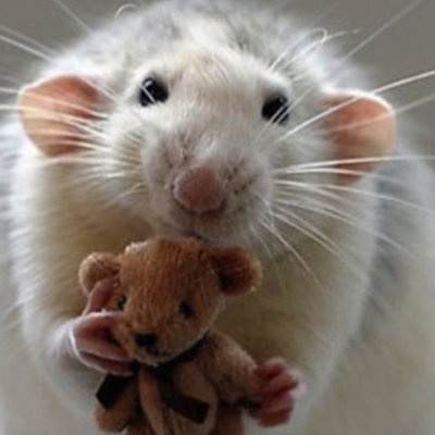 Mike Redman 🌍 - Twitter Profile Picture of Mike Redman 🌍 (@RatcatcherMike) on Twitter