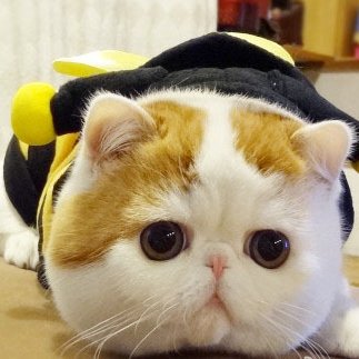 Profile Picture of 侯扬 (@HouYang79) on Twitter