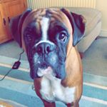 Profile Picture of MadMax2018 (@max_woolley) on Instagram