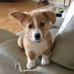 Profile Picture of Lord Stuart Cornelius Stark (@lordstuart_thecorgi) on Instagram