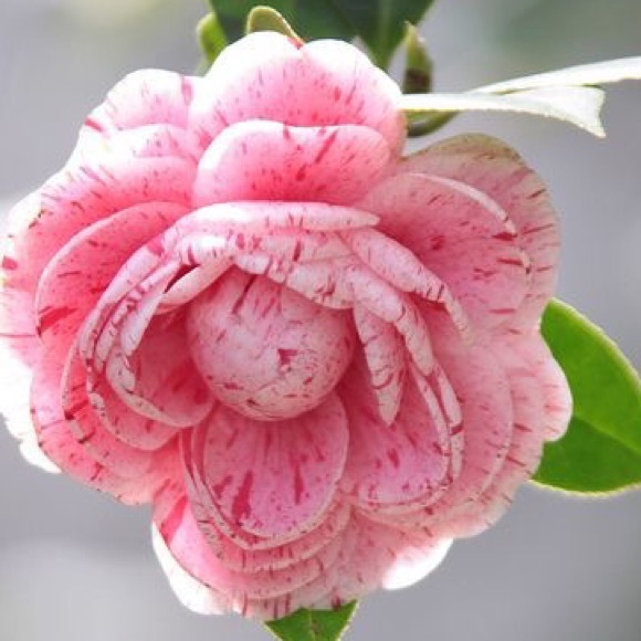 Profile Picture of Erin Schmidt (@eschmidt1) on Poshmark