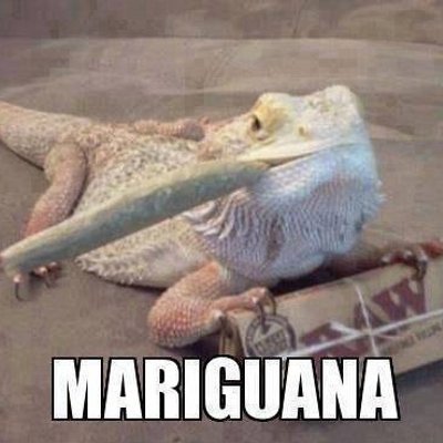 Profile Picture of Alex Laroche (@alexdemort) on Twitter