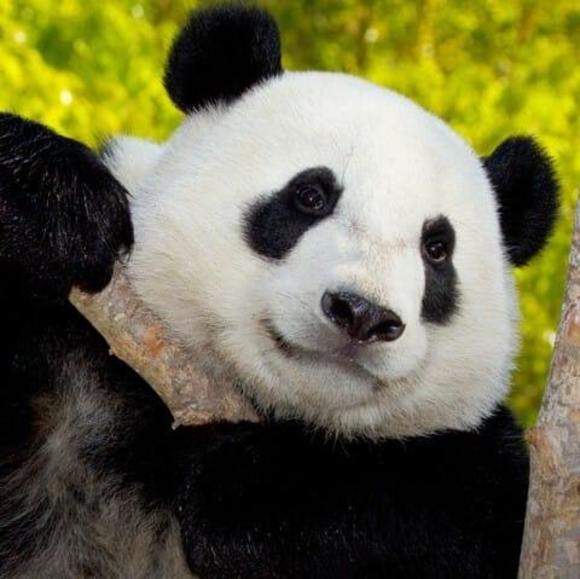 Profile Picture of Danny Allen (@dannyallen9562) on Poshmark