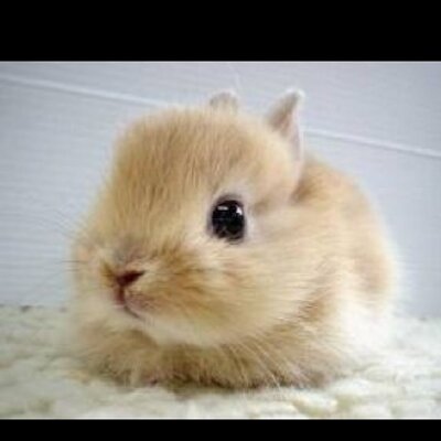 Cassandra Sala - Twitter Profile Picture of Cassandra Sala (@coolcassie12346) on Twitter