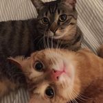 Profile Picture of Ginger and Chitos (@ginger_chitos_snowwhite) on Instagram