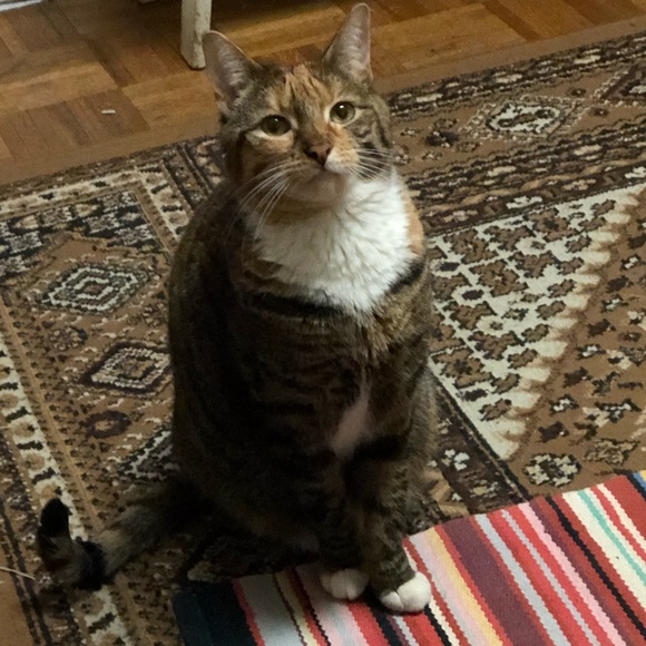 Profile Picture of Nour Elabbasy (@nour_456) on Poshmark