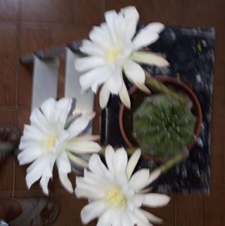 Profile Picture of Irene Barreto (@irene.barreto.353) on Facebook