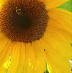 Profile Picture of Colette Léonard (@colette.bordeleau.39) on Facebook