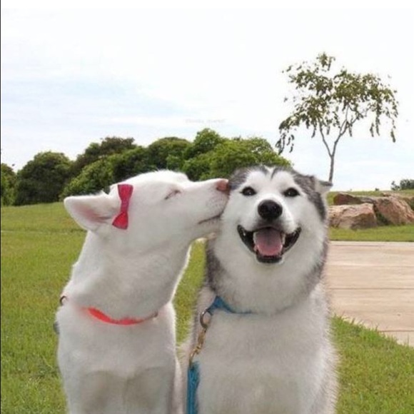 Profile Picture of Shivani Reddy (@shivanireddyy) on Poshmark