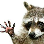 Profile Picture of Frank Fritzsche (@frank_the_racoon_world) on Instagram