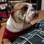 Profile Picture of Mike Alcaraz (@mafia1904) on Instagram