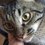 Profile Picture of Leo Sands (@brendasandsbestfriendleo) on Instagram