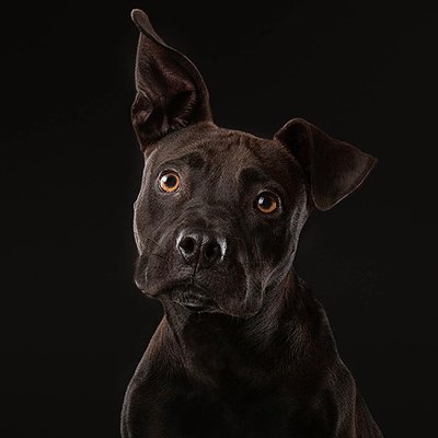 Profile Picture of Kim Kuhlman (@allcreaturespho) on Twitter