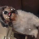 bill_mello_dutra - Instagram Profile Picture of bill_mello_dutra (@bill_mello_dutra) on Instagram