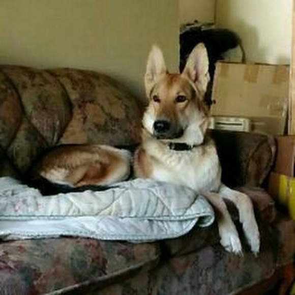 Profile Picture of Sherry Ramsey (@sherryramsey67) on Poshmark