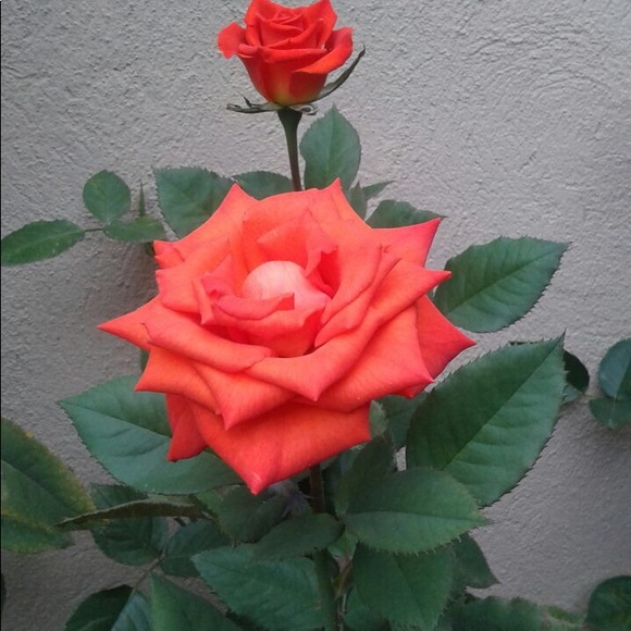 Profile Picture of Vivian Alvarado (@vivi3314) on Poshmark