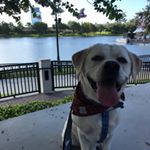 Profile Picture of Theodore Bear Ferguson (@bear_the_dog78) on Instagram