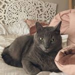 Profile Picture of joyce12 (@joycecox1235) on Instagram