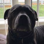 Profile Picture of Monty Matthews (@montyblueboy) on Instagram