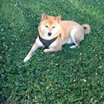 Profile Picture of Rick Chadwick (@rick_chad) on Instagram