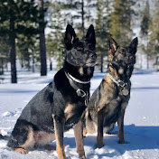 Profile Picture of Shay Cook (@WorkingK9Cook) on Youtube