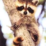 Profile Picture of Byron Grohman (@byrongrohman) on Pinterest