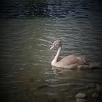 Choukette Lapin - Facebook Profile Picture of Choukette Lapin (@choukette.lapin) on Facebook