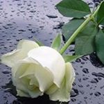 Profile Picture of Sraboni Chadni (@srabonichadni) on Instagram