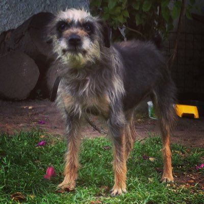 Andrés Burgos - Twitter Profile Picture of Andrés Burgos (@@pelucavieja) on Twitter