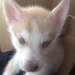 Profile Picture of Moises lerma (@coverd_bike8887) on Instagram