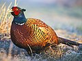 Profile Picture of Pheasant under glasson Wikipedia